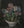 Harm Kamerlingh Onnes - hyacinths - Painting for sale
